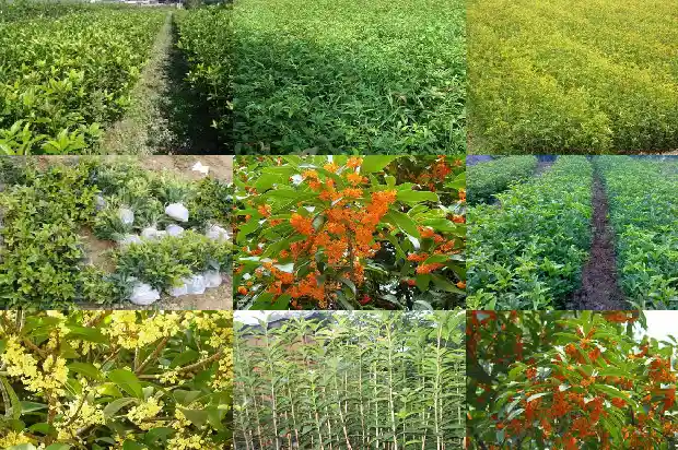 秋季扦插桂花多久生根发芽1686790431704