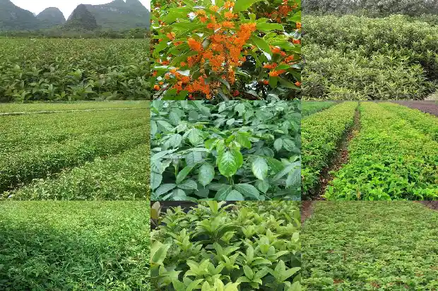桂花要种植几年才开花结果1686790457516
