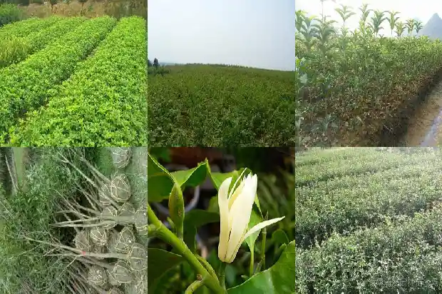 桂花要种植几年才开花结果1686790457564