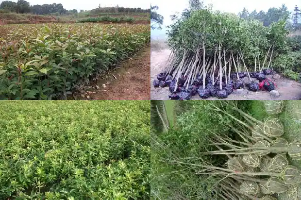 桂花小苗几年开花结果实了1686790468165