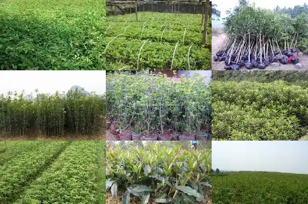 桂花小苗几年开花结果实了1686790468260