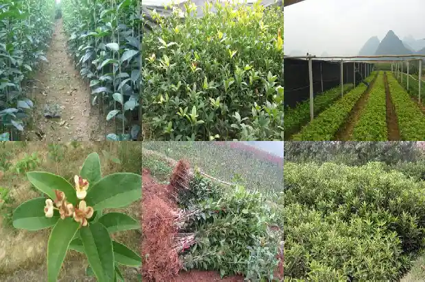 桂花小苗多久开花一次啊1686790477853