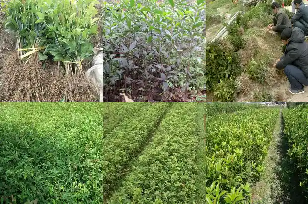 桂花小苗多久开花一次啊1686790477946