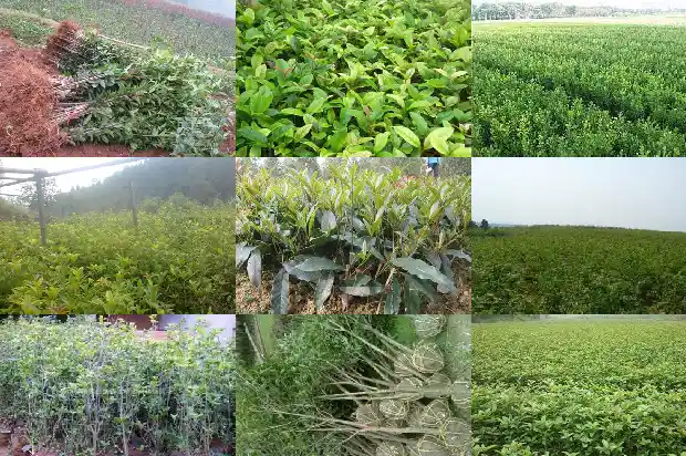 桂花幼苗几年开花一次啊1686790490155