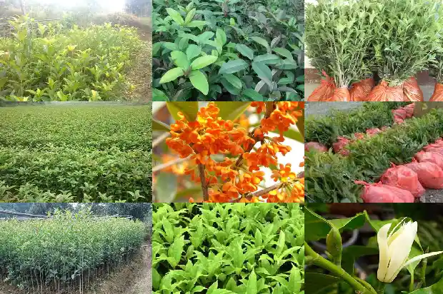 桂花幼苗几年开花一次啊1686790490203