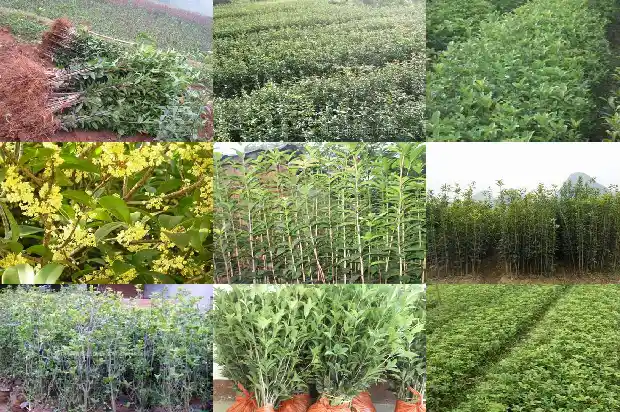 桂花移栽后几年开花1686790502029