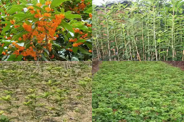 桂花移栽后几年开花1686790502077