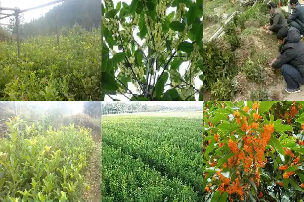 桂花种子种植后多少年能开花结果1686790510273