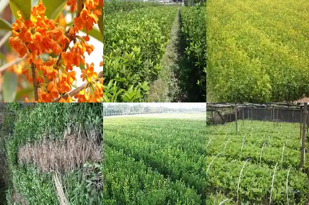 桂花种子种植后多少年能开花结果1686790510320