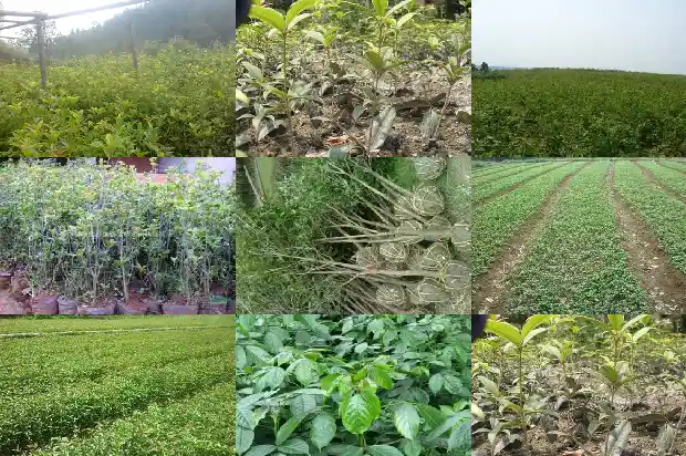 桂花种子几年能开花1686790522275