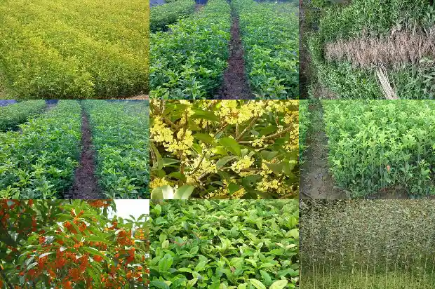 桂花种子几年能开花1686790522417