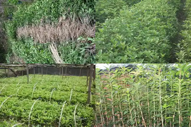 桂花小苗怎么养护和浇水方法1686790533974