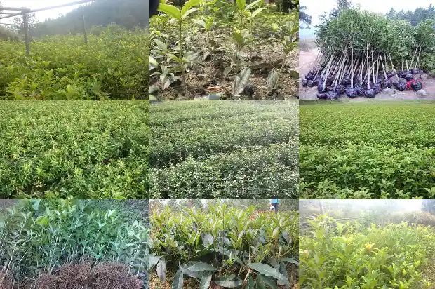 桂花小苗怎么养护和浇水方法1686790534022