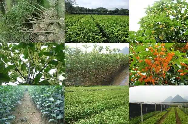 桂花小苗怎么养护和浇水方法1686790534069