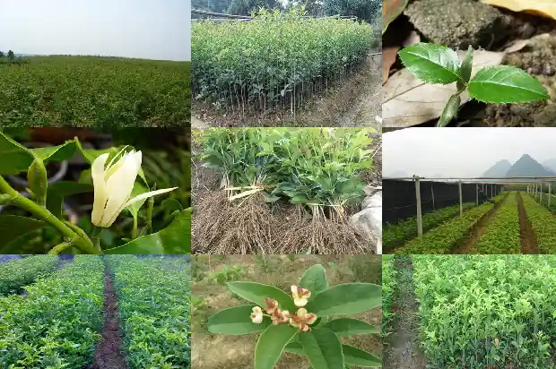 桂花乌龙茶上火还是降火的好1689467766250