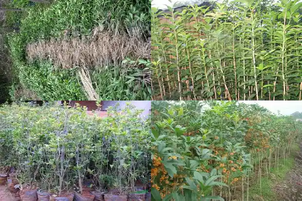 柳州桂花树一条街1690331843557