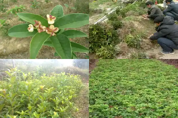小桂花苗怎么管理好1686790553943