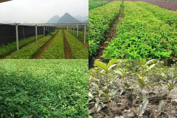 小桂花苗怎么管理好1686790553990