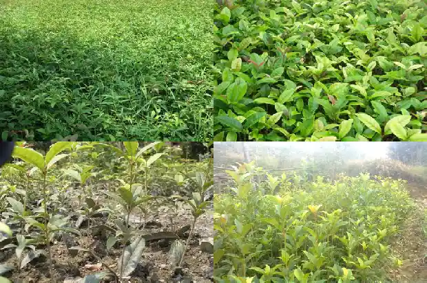 小桂花树怎么养殖方法1686790561470