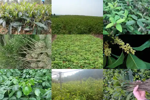 小桂花树怎么养殖方法1686790561517