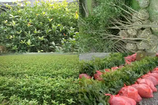 桂花树苗盆栽种植管理方法1686790571252