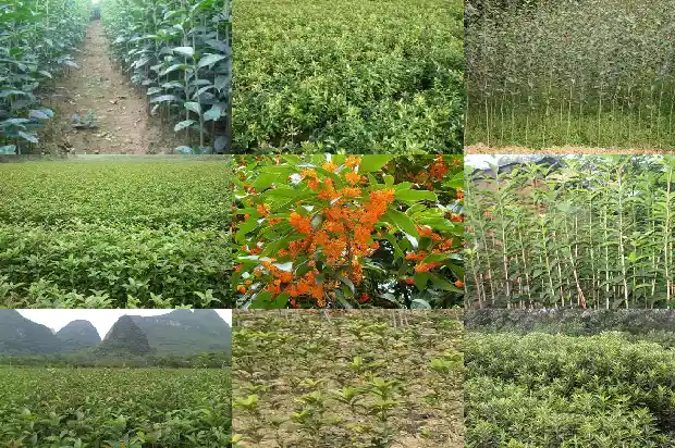 桂花树苗盆栽种植管理方法1686790571299