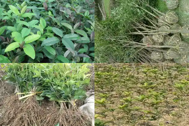 桂花树苗盆栽种植管理方法1686790571346