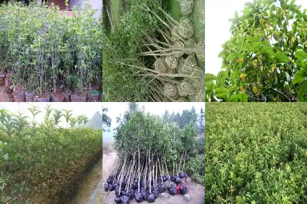 桂花树的作用和用途1688693916377