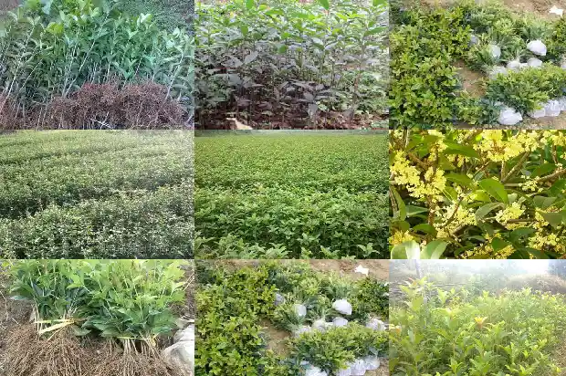 桂花和茉莉花可以一起泡水喝吗1689576759719