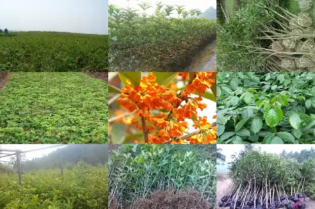 桂花苗是怎么培育出来的1686790595586