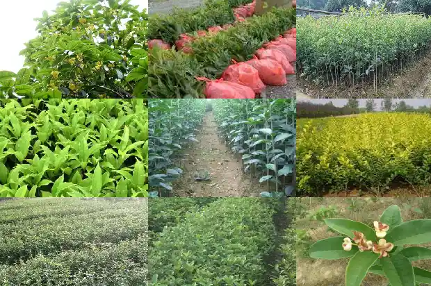 桂花移栽能用有机营养土吗?1686790617029