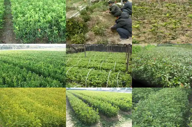 桂花移栽能用有机营养土吗?1686790617172