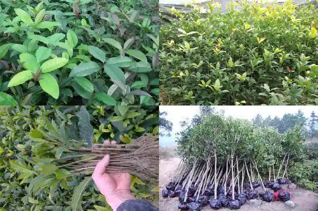 桂花小苗什么时候移栽最好看呢1686790629017
