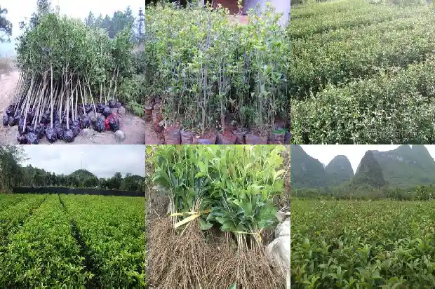 桂花小苗什么时候移栽最好看呢1686790629065