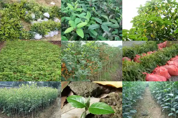 桂花小苗什么时候移栽最好看呢1686790629113