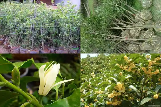 桂花苗几月份移栽好呢1686790636758
