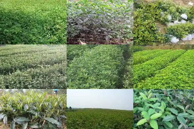 桂花适合几月份移栽1686790644365