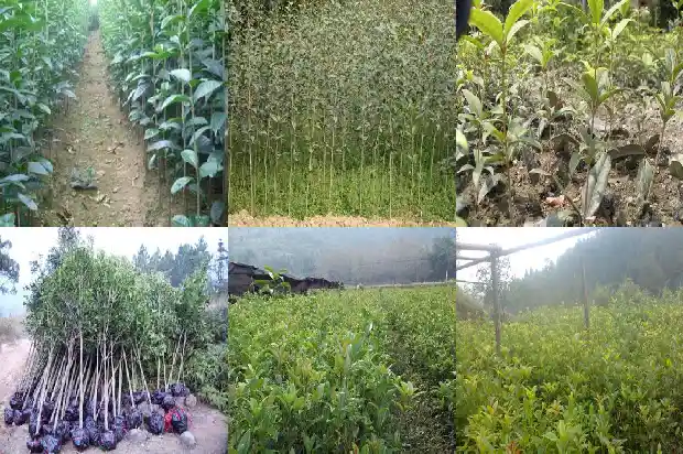 桂花树苗什么时候移栽最合适呢1686790651861