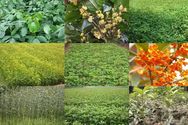 桂花树苗什么时候移栽最合适呢1686790651908
