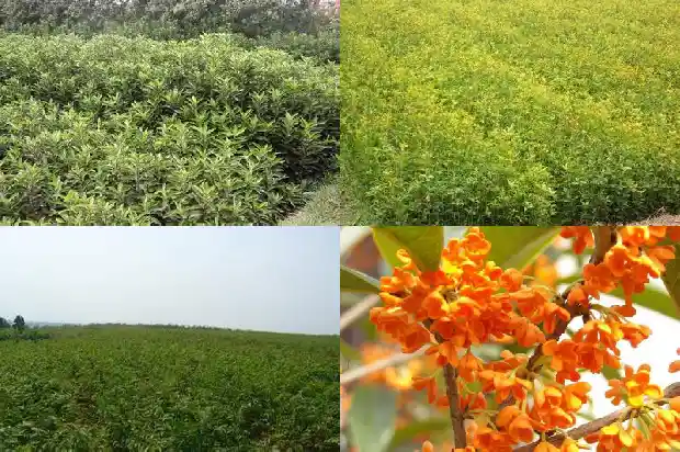 桂花啥时移栽好活1686790663816