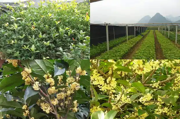 桂花啥时移栽好活1686790663864