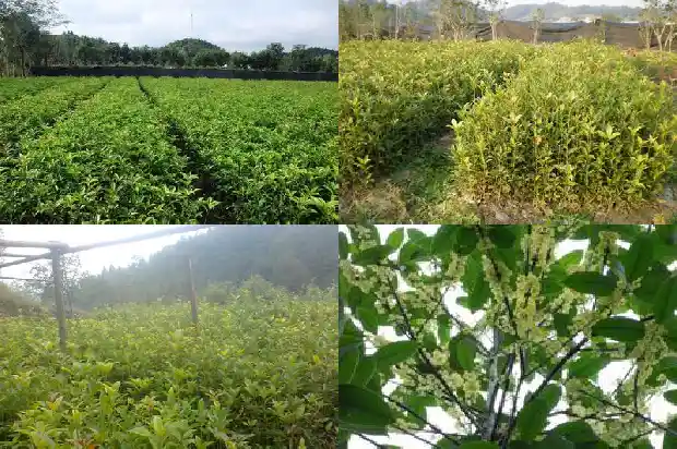 桂花啥时移栽好活1686790663912