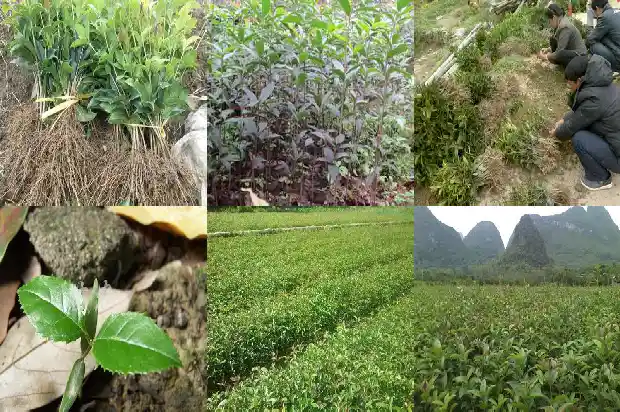 桂花啥时移栽好活1686790663959