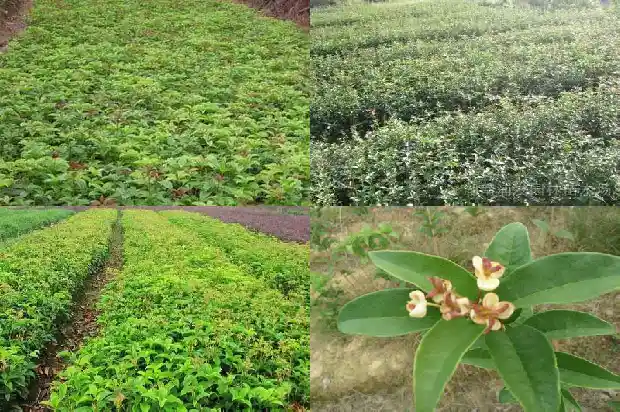 桂花什么时间移栽好1686790675724