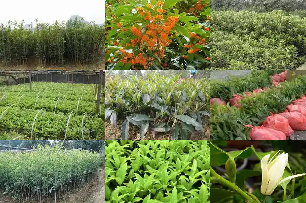 桂花什么时间移栽好1686790675772