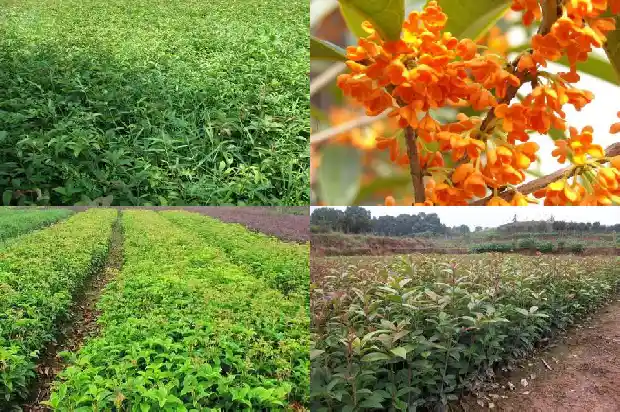 扦插桂花的季节1686790701387