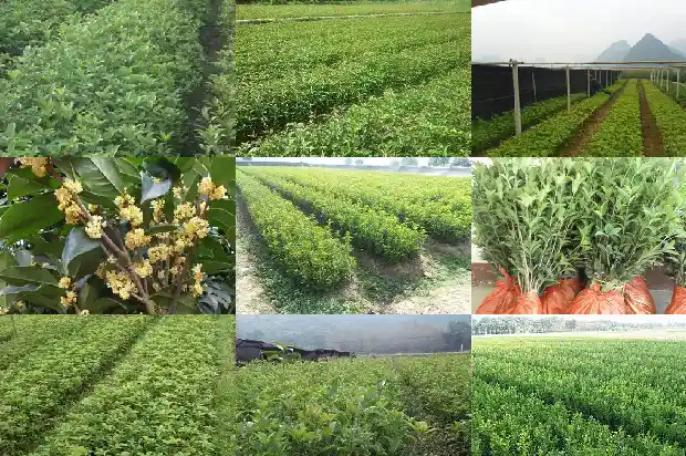 桂花小苗什么时候移栽比较好活啊1686790713385