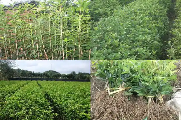 桂花小苗什么时候移栽比较好活啊1686790713432