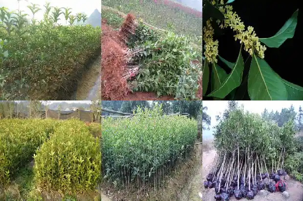 桂花小苗什么时候移栽比较好活啊1686790713480