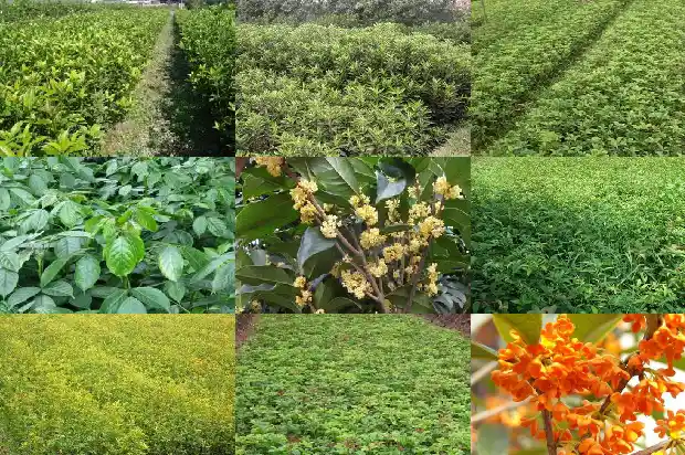 桂花树旁边的小苗会活吗1686790732996